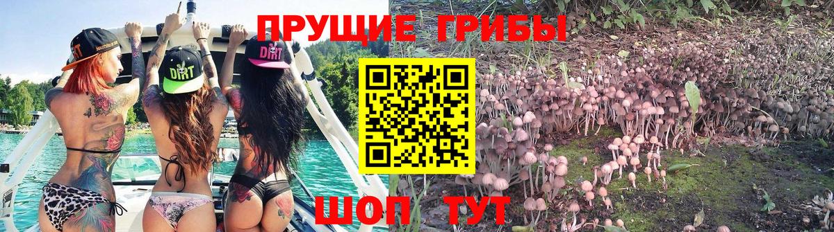 Галлюциногенные грибы ЛСД  Вход с VPN  Сухой Лог 